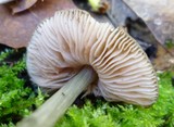 Pluteus americanus image