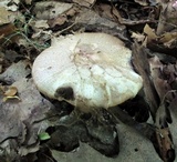 Agaricus placomyces image