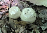 Agaricus placomyces image