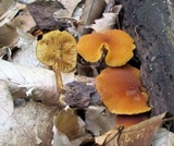 Pholiota granulosa image