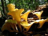 Chrysomphalina strombodes image