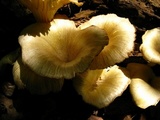 Chrysomphalina strombodes image