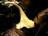 Chrysomphalina strombodes image