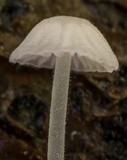 Hemimycena setulosa image