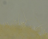 Hemimycena setulosa image