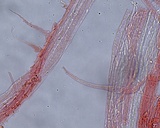 Hemimycena setulosa image