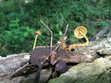Xeromphalina tenuipes image