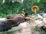 Xeromphalina tenuipes image