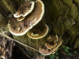 Ganoderma lobatum image