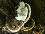 Ganoderma lobatum image