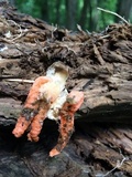 Pseudocolus fusiformis image