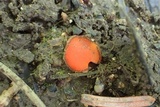 Scutellinia legaliae image
