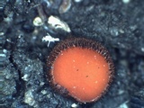 Scutellinia umbrorum image