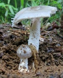 Amanita sect. Vaginatae image