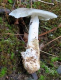 Amanita sect. Vaginatae image