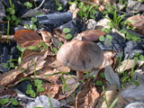 Panaeolus cinctulus image