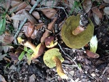 Leccinum rubropunctum image