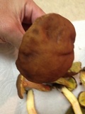 Leccinum rubropunctum image