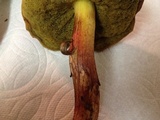 Leccinum rubropunctum image