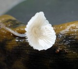 Roridomyces roridus image