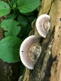 Trametes cubensis image