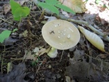 Amanita praecox image