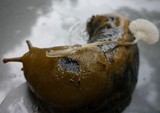 Roridomyces roridus image