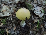 Amanita praecox image