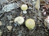 Amanita praecox image