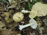 Amanita praecox image