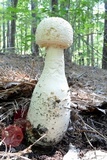 Amanita rhopalopus image