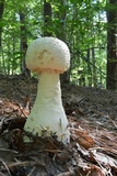 Amanita rhopalopus image