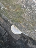 Trametes cubensis image