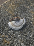 Trametes cubensis image