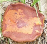 Butyriboletus frostii image