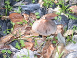 Panaeolus cinctulus image