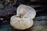 Lentinellus flabelliformis image