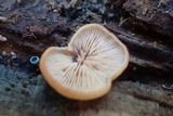 Lentinellus flabelliformis image