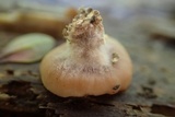 Lentinellus flabelliformis image