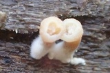 Lentinellus flabelliformis image