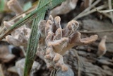 Xylaria cubensis image