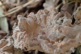 Xylaria cubensis image