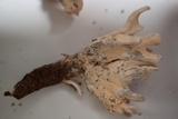 Xylaria cubensis image