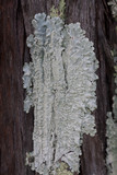 Canoparmelia texana image
