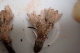 Xylocoremium flabelliforme image