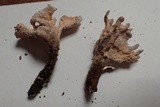 Xylaria cubensis image
