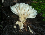 Aphelaria tuberosa image