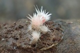 Microstoma floccosum image