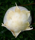 Chlorophyllum hortense image