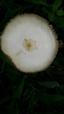Chlorophyllum hortense image